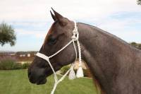 Professional's Choice Cowboy Braided Rope Halter (10')